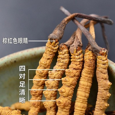 头期西藏比如正品高海拔虫体饱满整草纯肉节断草传统滋补干货虫草图3