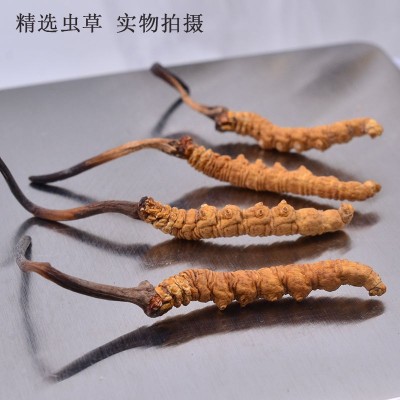 头期西藏比如正品高海拔虫体饱满整草纯肉节断草传统滋补干货虫草图4