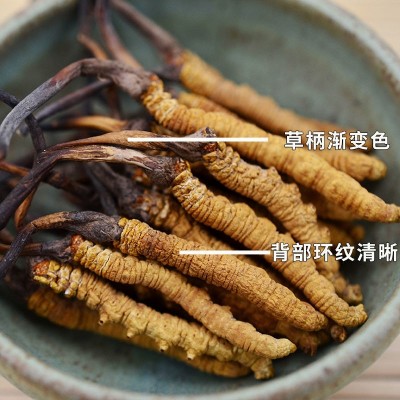 头期西藏比如正品高海拔虫体饱满整草纯肉节断草传统滋补干货虫草图2
