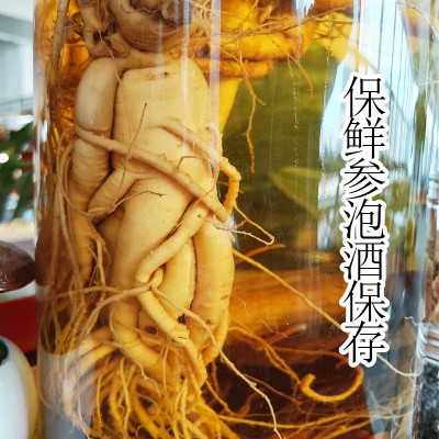 厂家直供长白山人参批发东北特产规格齐全泡酒参保鲜参产地供应图3