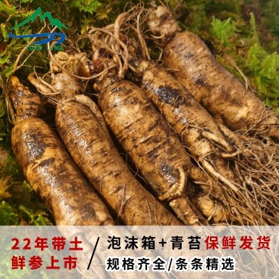 东北特产鲜人参长白山带土人参一斤装整枝参农批发销售泡酒煲汤人图2