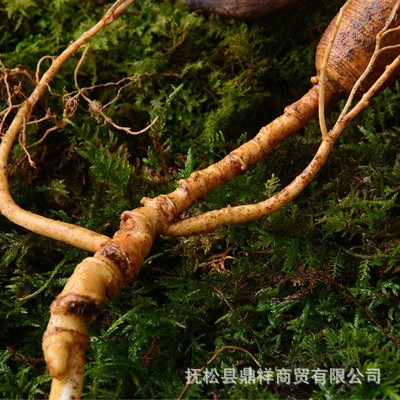 长白山新鲜现挖林下山参 移山参 东北老参带土林下参滋补佳品图3