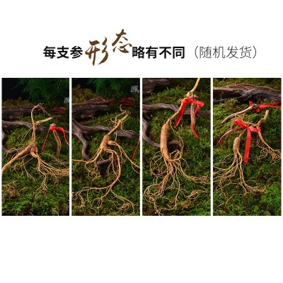 长白山新鲜现挖林下山参 移山参 东北老参带土林下参滋补佳品图5