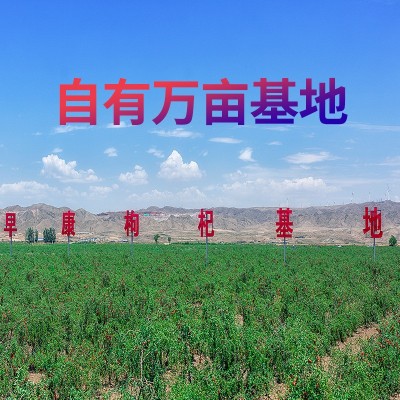 早康新货中宁枸杞宁夏头茬枸杞子批发品质特优散装地摊厂家整箱图2