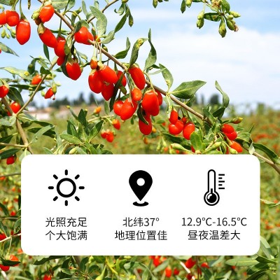 早安情枸杞头茬新货中宁枸杞子源头厂家批发宁夏枸杞500g共2袋图4