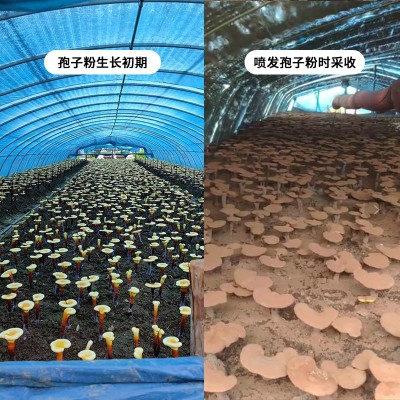灵芝孢子粉 125袋大份量实惠装方便携带孢子粉 长白山孢子粉图4