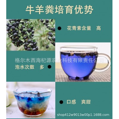 青海黑枸杞大果草原 沙漠戈壁滩 昆仑山里的黑枸杞花青素高规格全图4