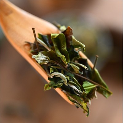 湘西溆浦瑶茶白茶小种白茶产地货源正山茶叶小种新茶茶叶批发图4