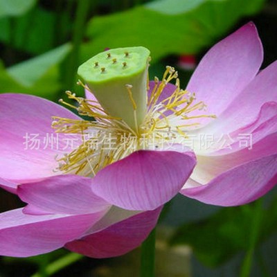 元瑞生物莲花提取液 供应化妆品护肤品植物提取精华 提取液厂家图3