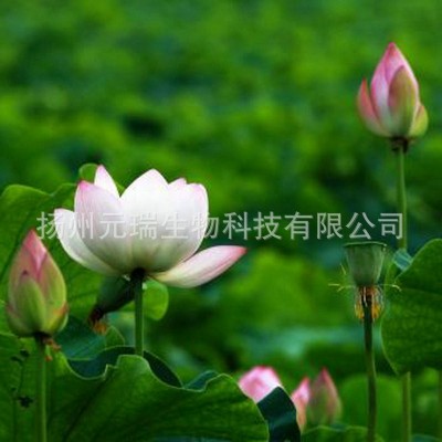 元瑞生物莲花提取液 供应化妆品护肤品植物提取精华 提取液厂家图2
