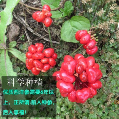 西洋参根 国产西洋参修剪后的根条 西洋参细参丁打粉提取佳品图4