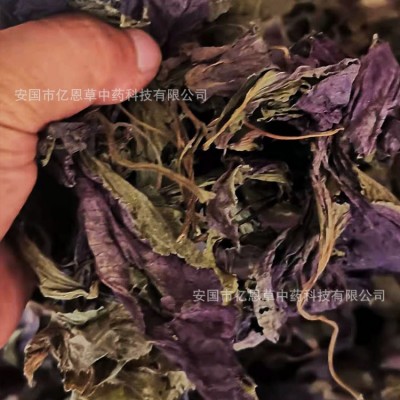 紫苏叶批发 单双面紫苏大货 产地货源 紫苏叶子 安国药材图2