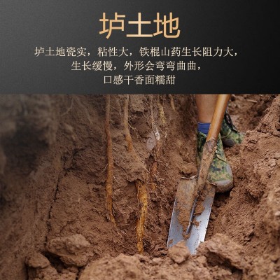 铁棍山药河南焦作温县垆土正宗新鲜长5斤批铁根淮山铁怀山铁杆棒图3