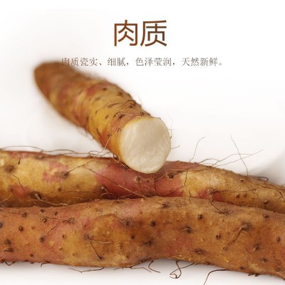 铁棍山药河南焦作温县垆土正宗新鲜长5斤批铁根淮山铁怀山铁杆棒图5
