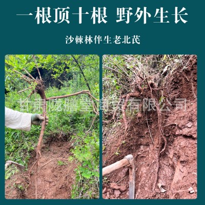 野生黄芪搭配500g克特级甘肃中药材正品配当归党参泡水图3