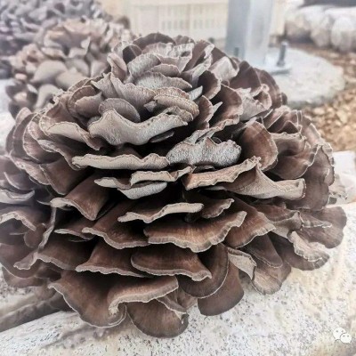 灰树花干货新货煲汤炒菜佳品农家自产菌菇产地直批食用菌菇图5