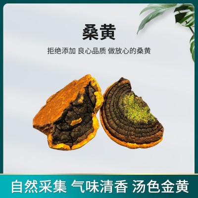桑黄灵芝野生桑树黄深山自采野生灵芝泡茶泡酒灵芝中药材批发图2