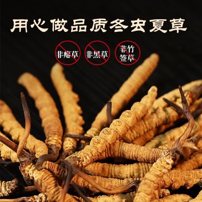 人工种植冬虫夏草全肉节顺丰包邮厂家直销新鲜冻干虫草肉节图3