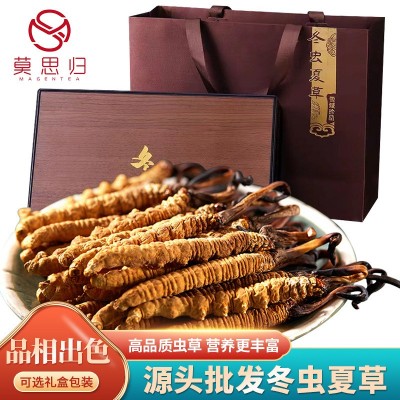 人工种植冬虫夏草全肉节顺丰包邮厂家直销新鲜冻干虫草肉节图4