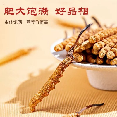 冬虫夏草礼盒装包邮厂家批发人工养殖冻干虫草干货新鲜冬虫夏草图4