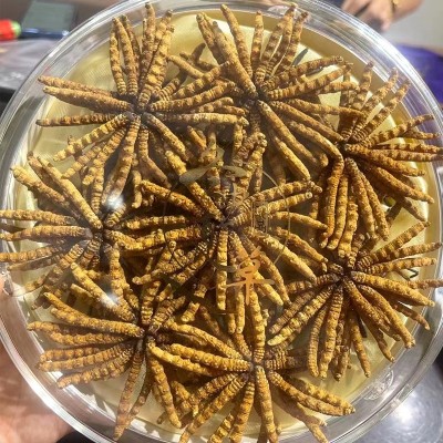 西藏那曲冬虫夏草批发新货玉树干虫草非人工种植虫草干货顺丰包邮图4