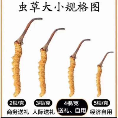 西藏那曲冬虫夏草批发新货玉树干虫草非人工种植虫草干货顺丰包邮图2
