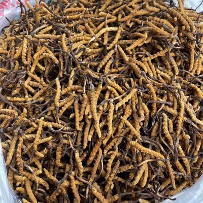西藏那曲冬虫夏草批发新货玉树干虫草非人工种植虫草干货顺丰包邮图3