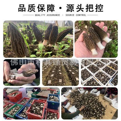 高原半野云南羊肚菌干货批发规格齐全菌菇汤料仿野生羊肚菌可代发图2