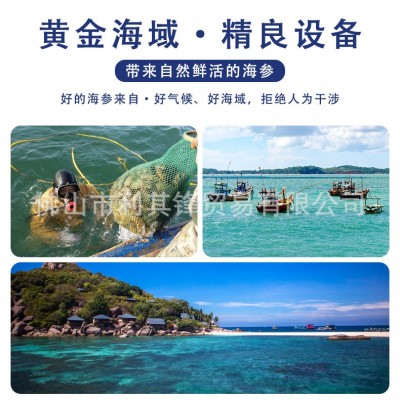 淡干大连海参礼盒辽参干货 非即食海参8倍高泡发率肉质厚实体批发图4