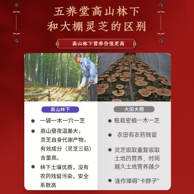五养堂破壁灵芝孢子粉厂家批发代发代加工林下灵芝口服增强免疫力图2