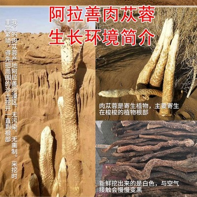产地直供内蒙古阿拉善荒漠肉苁蓉秋季药食同源整根软大芸大量批发图2