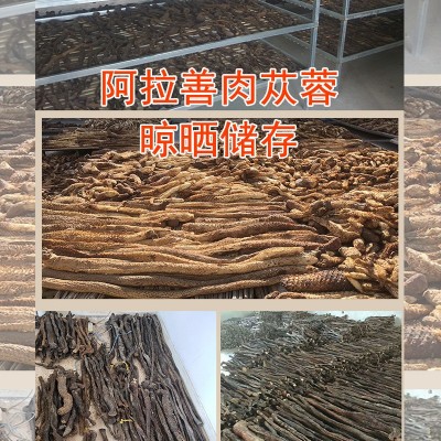 产地直供内蒙古阿拉善荒漠肉苁蓉秋季药食同源整根软大芸大量批发图4