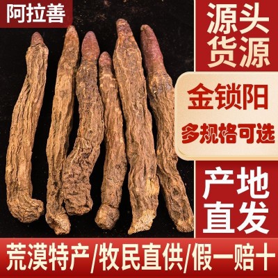 大量批发内蒙古阿拉善大漠金锁阳泡酒泡茶滋补农产品荒漠精选锁阳图2