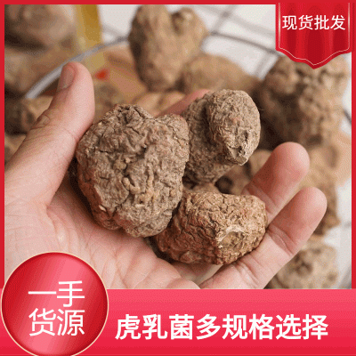 产地货源云南虎乳菌整个足干煲汤材料35头 20头 9头图3