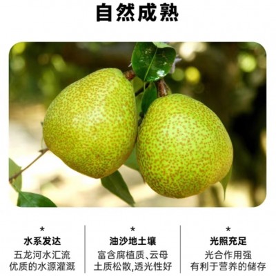 莱阳梨汁饮料鲜榨雪梨汁浓缩风味果汁饮品 茶饮料果蔬汁定制代工图3